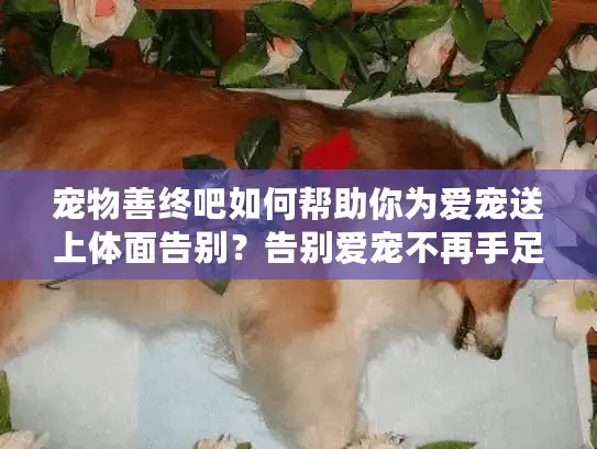 宠物善终吧如何帮助你为爱宠送上体面告别？告别爱宠不再手足无措