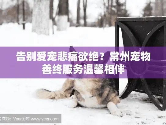告别爱宠悲痛欲绝？常州宠物善终服务温馨相伴