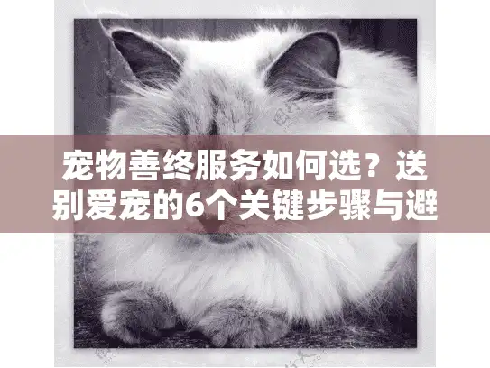 宠物善终服务如何选？送别爱宠的6个关键步骤与避坑指南