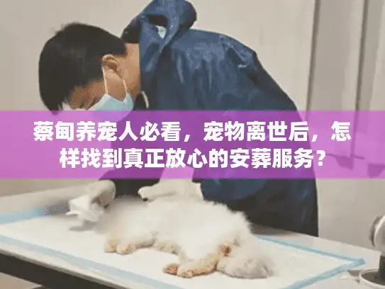 蔡甸养宠人必看，宠物离世后，怎样找到真正放心的安葬服务？