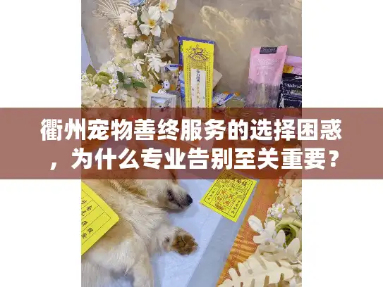 衢州宠物善终服务的选择困惑，为什么专业告别至关重要？