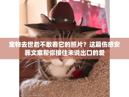 宠物去世后不敢看它的照片？这篇伤感安葬文案帮你接住未说出口的爱