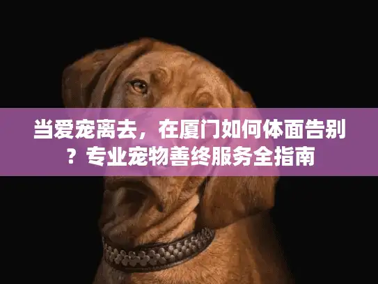 当爱宠离去，在厦门如何体面告别？专业宠物善终服务全指南