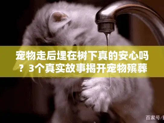 宠物走后埋在树下真的安心吗？3个真实故事揭开宠物殡葬的关键真相