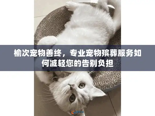榆次宠物善终，专业宠物殡葬服务如何减轻您的告别负担