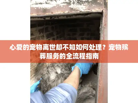 心爱的宠物离世却不知如何处理？宠物殡葬服务的全流程指南