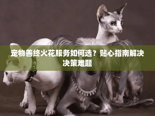 宠物善终火花服务如何选？贴心指南解决决策难题