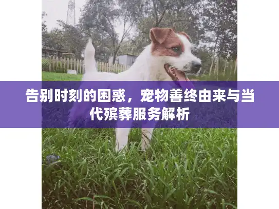 告别时刻的困惑，宠物善终由来与当代殡葬服务解析