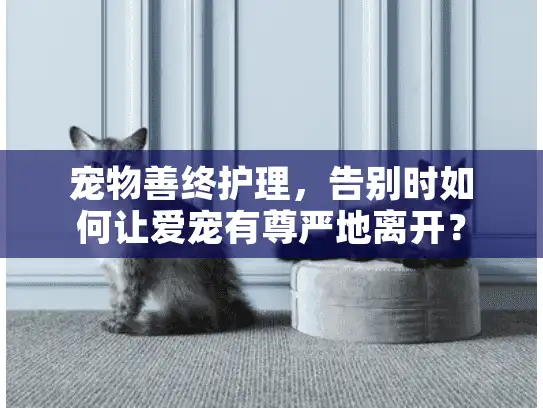 宠物善终护理，告别时如何让爱宠有尊严地离开？