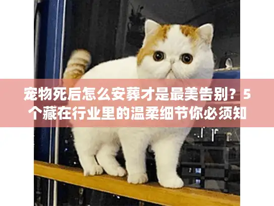 宠物死后怎么安葬才是最美告别？5个藏在行业里的温柔细节你必须知道