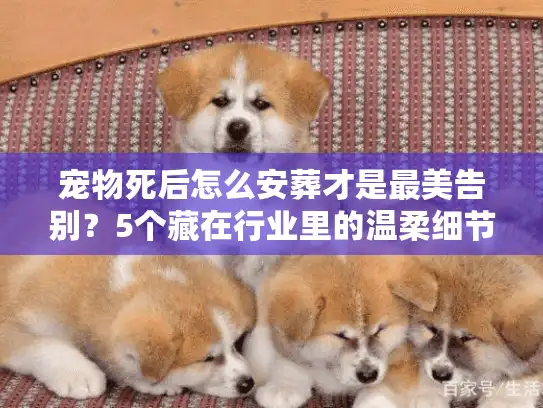 宠物死后怎么安葬才是最美告别？5个藏在行业里的温柔细节你必须知道