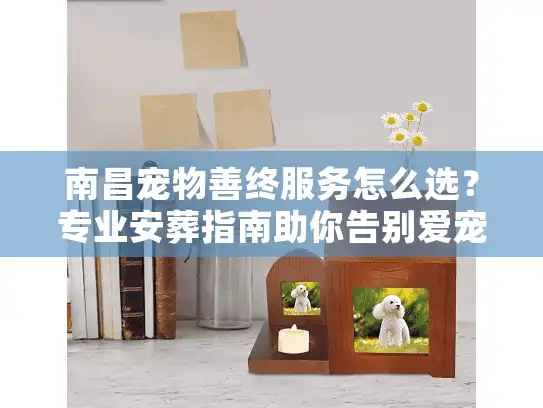 南昌宠物善终服务怎么选？专业安葬指南助你告别爱宠