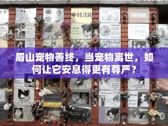 眉山宠物善终，当宠物离世，如何让它安息得更有尊严？