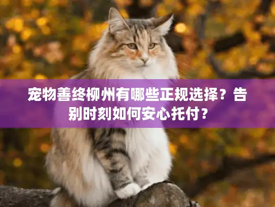 宠物善终柳州有哪些正规选择？告别时刻如何安心托付？