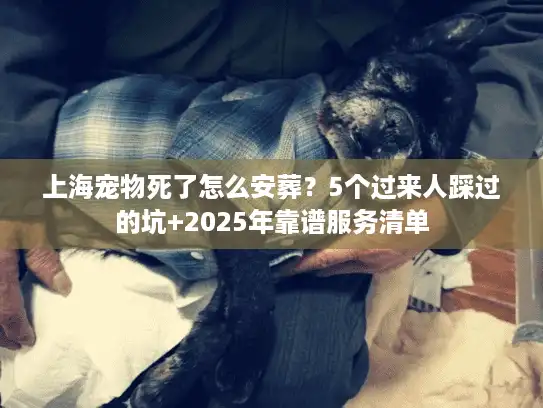 上海宠物死了怎么安葬？5个过来人踩过的坑+2025年靠谱服务清单