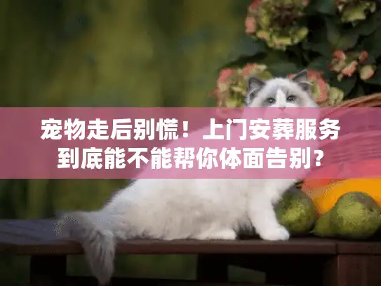 宠物走后别慌！上门安葬服务到底能不能帮你体面告别？