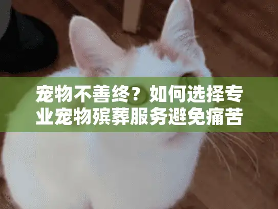 宠物不善终？如何选择专业宠物殡葬服务避免痛苦告别