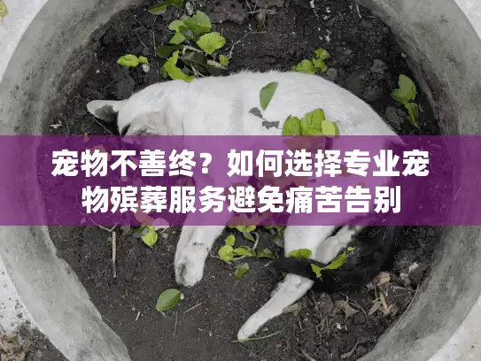 宠物不善终？如何选择专业宠物殡葬服务避免痛苦告别