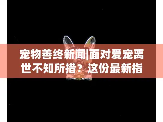 宠物善终新闻|面对爱宠离世不知所措？这份最新指南给你温暖答案