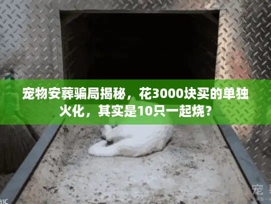 宠物安葬骗局揭秘，花3000块买的单独火化，其实是10只一起烧？
