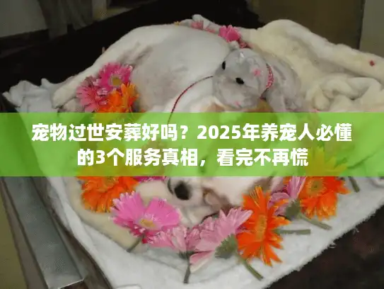 宠物过世安葬好吗？2025年养宠人必懂的3个服务真相，看完不再慌