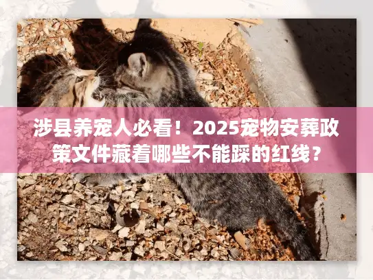 涉县养宠人必看！2025宠物安葬政策文件藏着哪些不能踩的红线？
