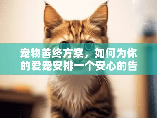 宠物善终方案，如何为你的爱宠安排一个安心的告别？