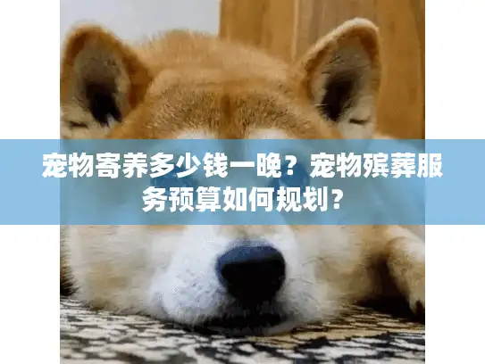 宠物寄养多少钱一晚？宠物殡葬服务预算如何规划？