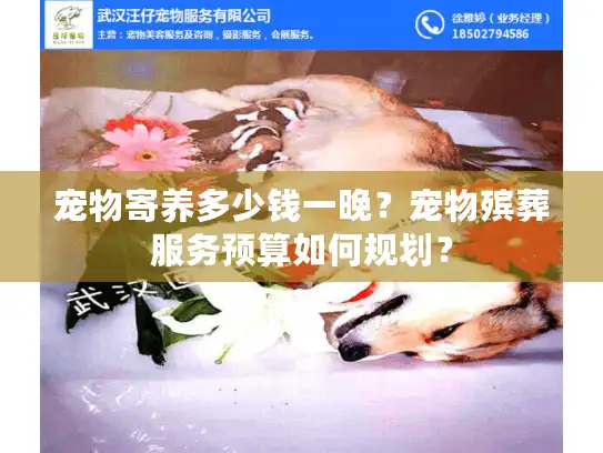 宠物寄养多少钱一晚？宠物殡葬服务预算如何规划？