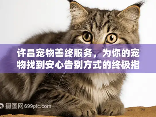 许昌宠物善终服务，为你的宠物找到安心告别方式的终极指南