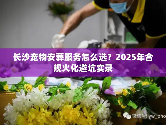 长沙宠物安葬服务怎么选？2025年合规火化避坑实录