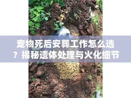 宠物死后安葬工作怎么选？揭秘遗体处理与火化细节