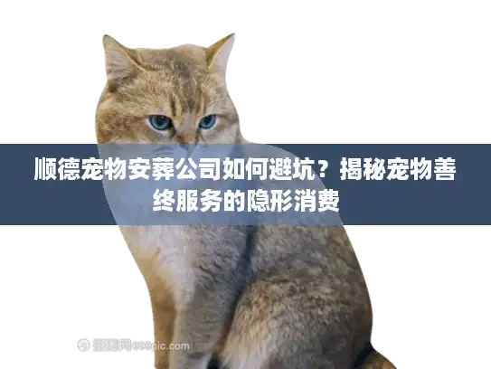 顺德宠物安葬公司如何避坑？揭秘宠物善终服务的隐形消费