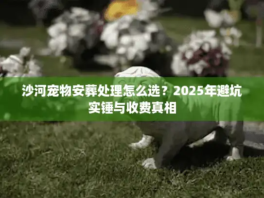 沙河宠物安葬处理怎么选？2025年避坑实锤与收费真相