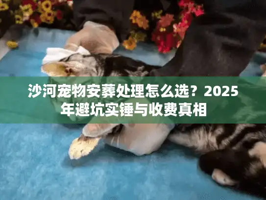 沙河宠物安葬处理怎么选？2025年避坑实锤与收费真相