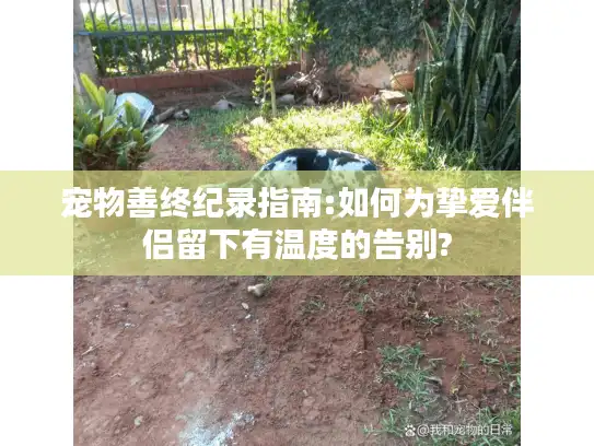 宠物善终纪录指南:如何为挚爱伴侣留下有温度的告别?