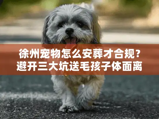 徐州宠物怎么安葬才合规？避开三大坑送毛孩子体面离开