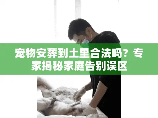 宠物安葬到土里合法吗？专家揭秘家庭告别误区