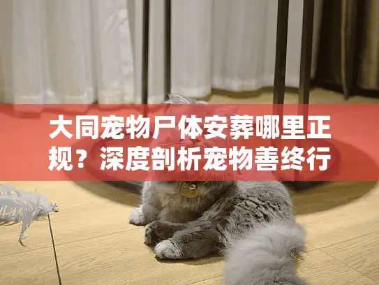 大同宠物尸体安葬哪里正规？深度剖析宠物善终行业的隐形门道