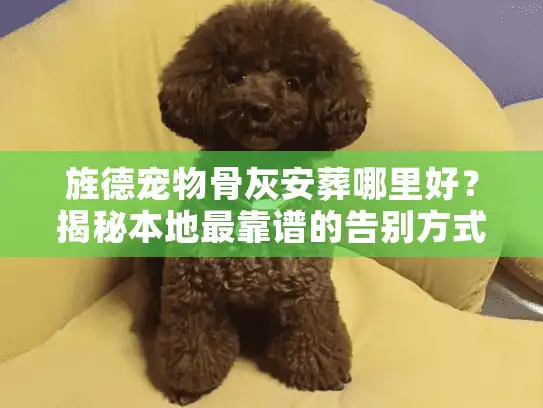 旌德宠物骨灰安葬哪里好？揭秘本地最靠谱的告别方式