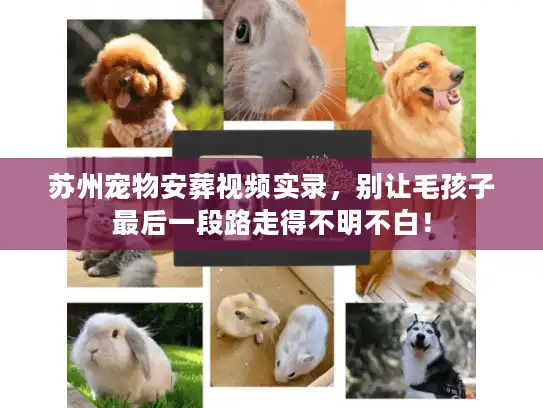 苏州宠物安葬视频实录，别让毛孩子最后一段路走得不明不白！