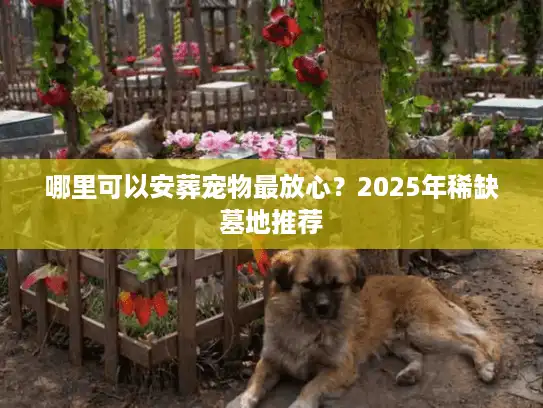 哪里可以安葬宠物最放心？2025年稀缺墓地推荐