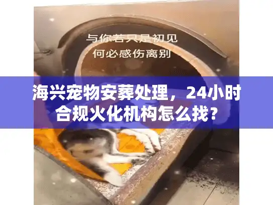 海兴宠物安葬处理，24小时合规火化机构怎么找？