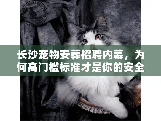 长沙宠物安葬招聘内幕，为何高门槛标准才是你的安全护盾？
