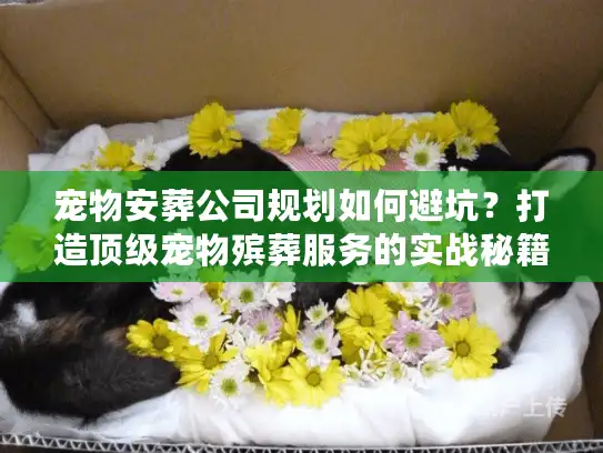 宠物安葬公司规划如何避坑？打造顶级宠物殡葬服务的实战秘籍