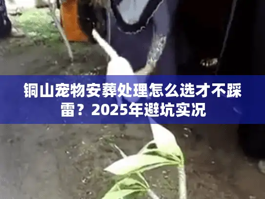 铜山宠物安葬处理怎么选才不踩雷？2025年避坑实况