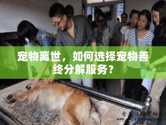 宠物离世，如何选择宠物善终分解服务？