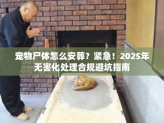 宠物尸体怎么安葬？紧急！2025年无害化处理合规避坑指南