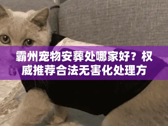 霸州宠物安葬处哪家好？权威推荐合法无害化处理方案