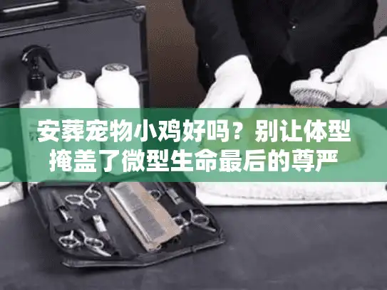 安葬宠物小鸡好吗？别让体型掩盖了微型生命最后的尊严